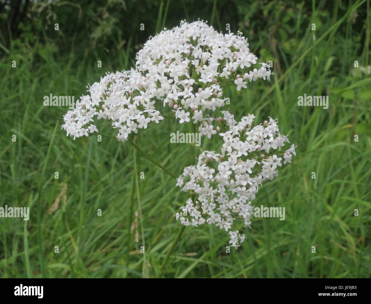 *Valeriana officinalis*, allgemein bekannt als Baldrian, ist eine mehrjährige Pflanze, die traditionell wegen ihrer medizinischen Eigenschaften, insbesondere bei Angstzuständen und Schlafstörungen, verwendet wird. Die Pflanze produziert Gruppen von duftenden weißen bis rosa Blüten. Stockfoto