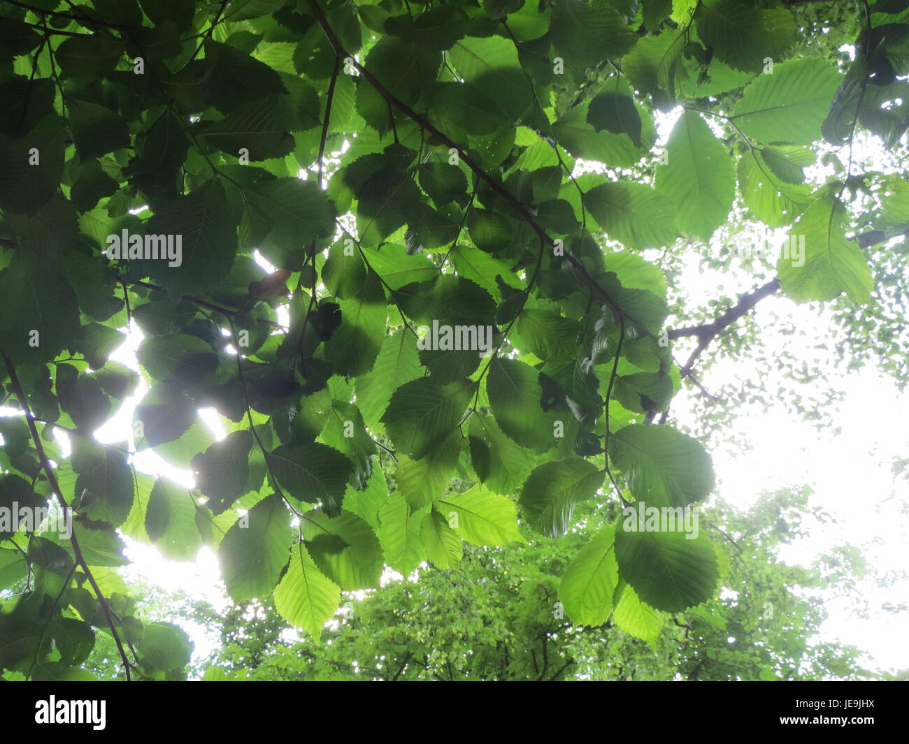 Ulmus glabra, auch bekannt als Wych Ulm, fotografiert am 2. Juni 2014. Dieser Laubbaum ist in Europa beheimatet und für seine große und raue Rinde bekannt, die oft in Wäldern und entlang der Flüsse zu finden ist. Stockfoto