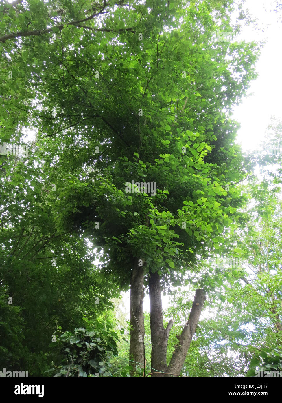 Ulmus glabra, auch bekannt als Wych Ulme, ist eine in Europa und Asien heimische Laubbaumart. Sie zeichnet sich durch ihre großen Blätter und ihre raue Rinde aus. Die Ulme gedeiht in nassen, nährstoffreichen Böden und kommt in Wäldern und entlang von Flüssen vor. Es wird in der Landschaftsgestaltung und Holzproduktion verwendet. Stockfoto