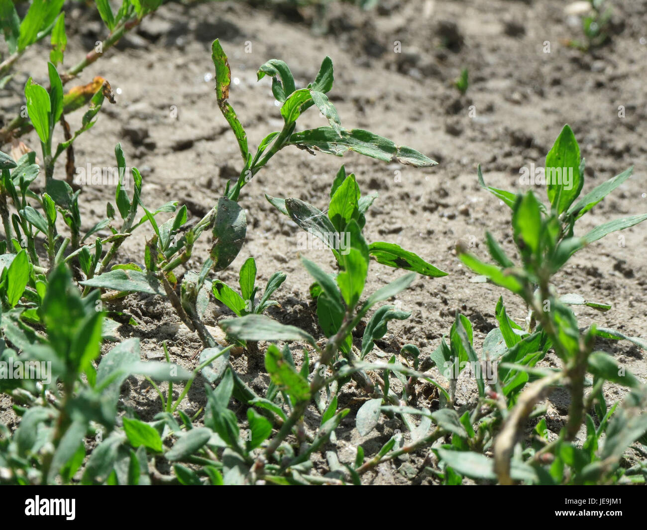 Eine botanische Studie über Polygonum aviculare, allgemein bekannt als Knotenweed, die sein charakteristisches Wachstumsmuster und seine charakteristischen Eigenschaften hervorhebt. Die Pflanze kommt in einer Vielzahl von Umgebungen vor, insbesondere in gestörten Böden. Stockfoto