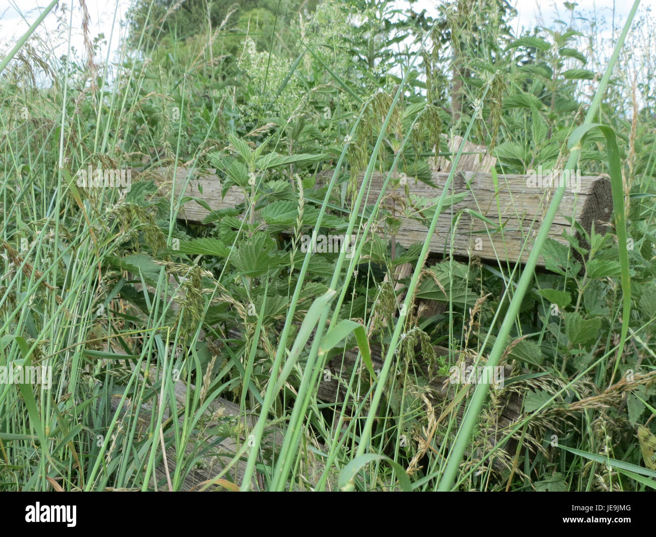 Die Bank Leopoldswiesen ist ein Ort oder eine Struktur, wahrscheinlich ein Ort von Interesse oder ein bemerkenswertes Merkmal im Leopoldswiesen-Gebiet, oft verbunden mit natürlichen Umgebungen oder historischer Bedeutung. Stockfoto