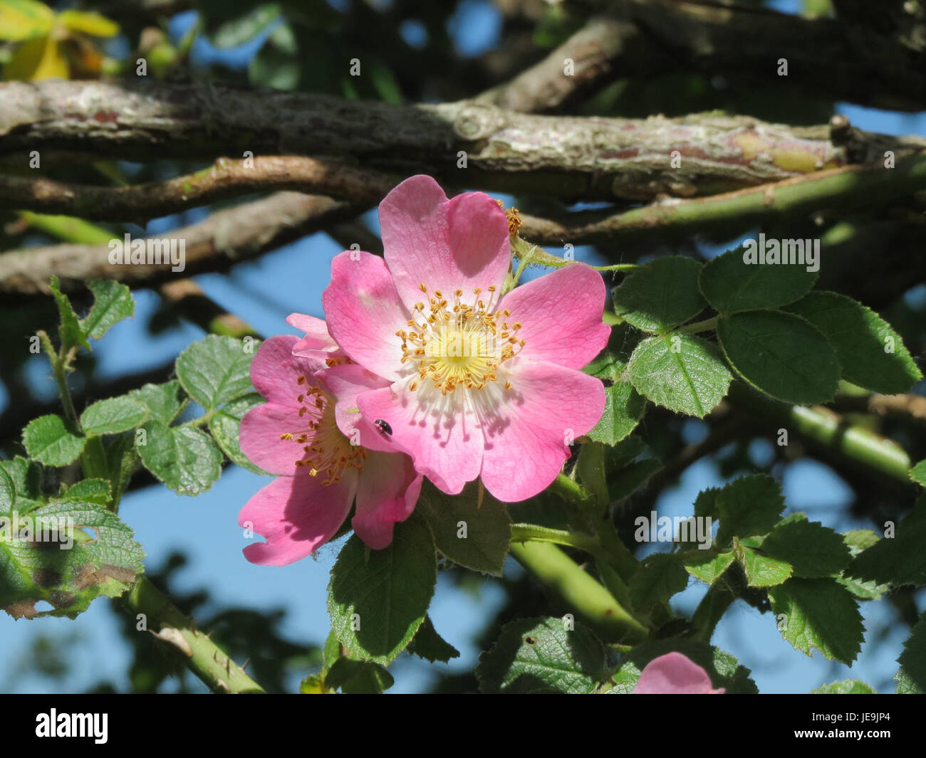 Rosa rubiginosa, auch bekannt als sweetbriar Rose, ist eine Rosenart, die für ihre duftenden rosa Blüten und ihren unverwechselbaren apfelartigen Duft bekannt ist. Es wird häufig in Ziergärten und für medizinische Zwecke verwendet. Stockfoto