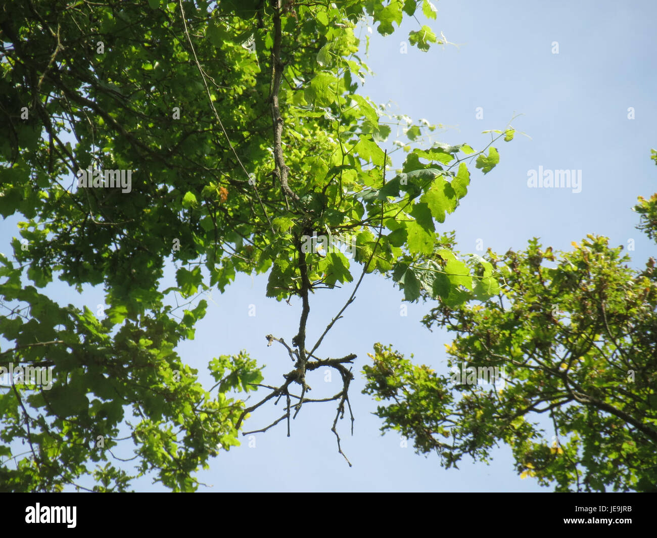Dieses Bild zeigt Vitis vinifera subsp. Sylvestris, der wilde Vorfahre der modernen Weinrebe. Sie ist eine wichtige Art in der Erforschung des Weinbaus und der Geschichte des Weinanbaus. Stockfoto
