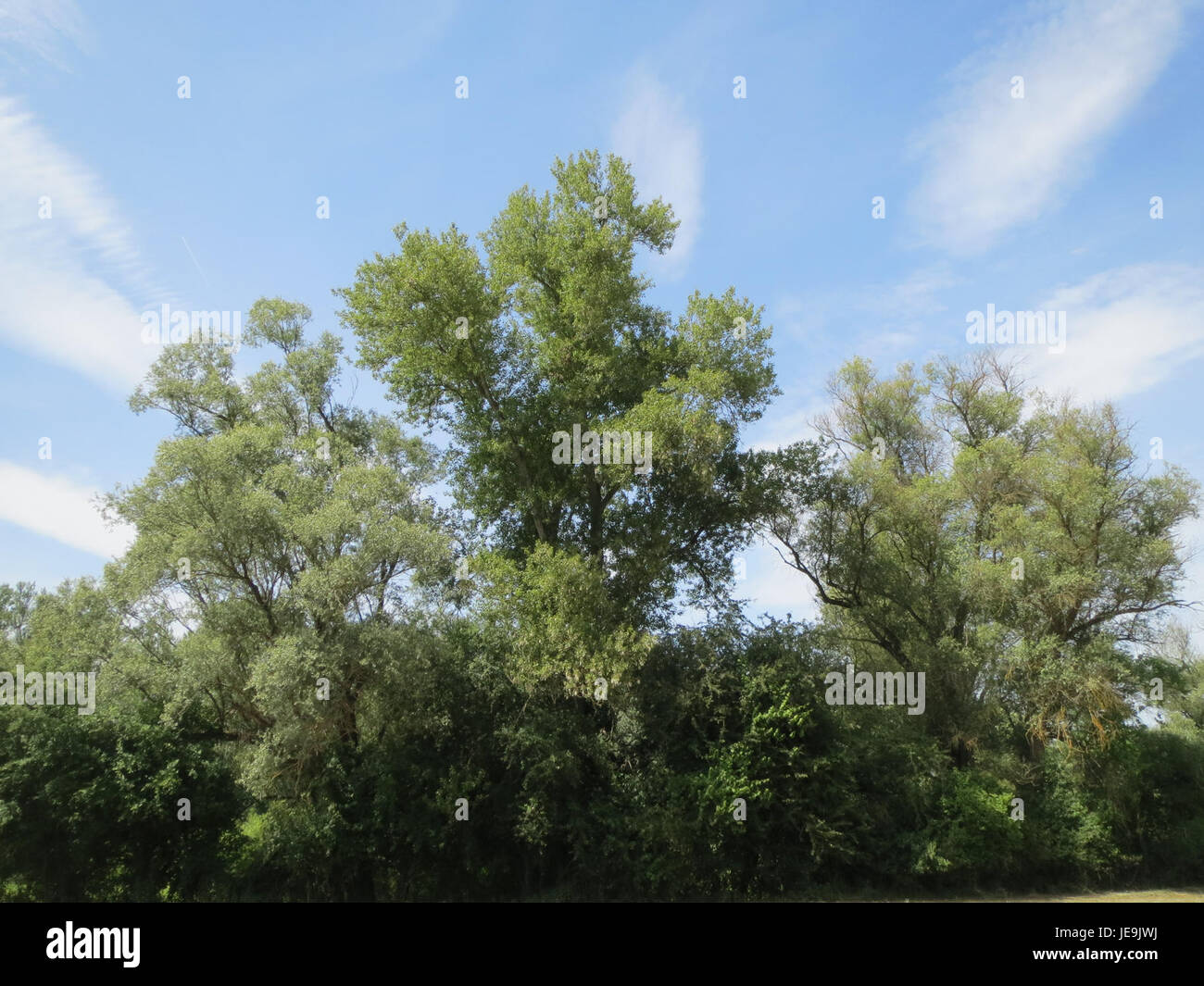 Schwetzinger Wiesen, ein Naturschutzgebiet in der Nähe von Schwetzingen, wurde am 7. Juni 2014 auf einem Foto aufgenommen und zeigt seine reiche Artenvielfalt und landschaftlich schöne Wiesen. Stockfoto