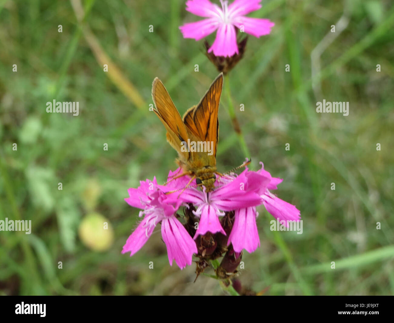 Dianthus carthusianorum, oder das Kartäuserrosa, ist eine in Europa vorkommende Wildblumenart. Dieses Bild zeigt die markanten rosa Blüten, die im Spätherbst und Frühsommer blühen. Stockfoto
