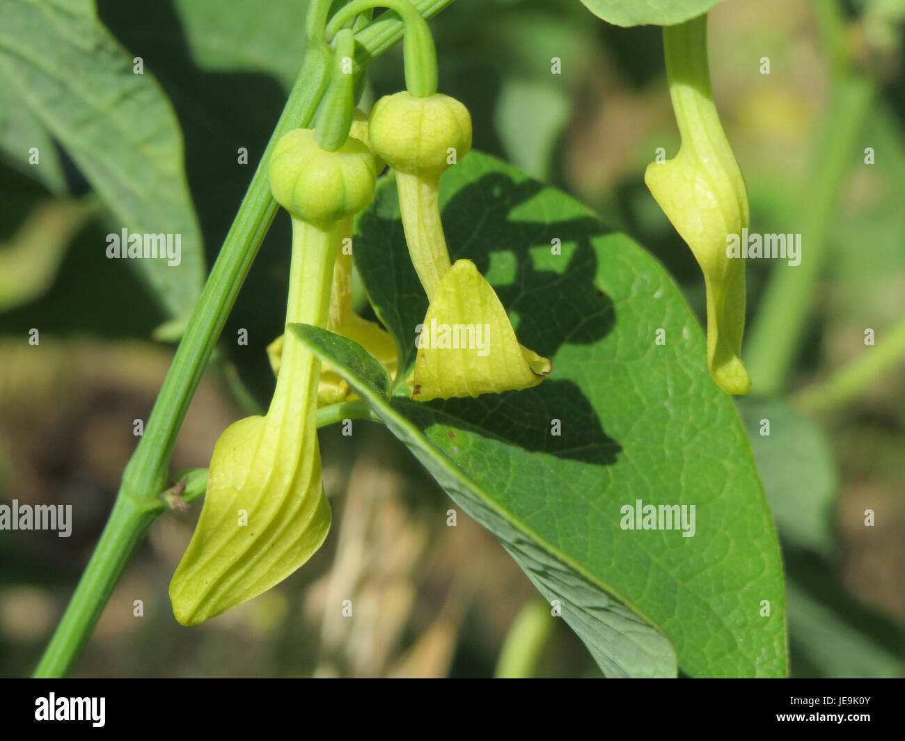 Aristolochia clematitis, auch bekannt als Birthwort, ist eine mehrjährige Pflanze aus Europa. Es zeichnet sich durch seine charakteristischen röhrenförmigen Blüten aus und wird in der traditionellen Kräutermedizin verwendet, obwohl es toxische Verbindungen enthält. Stockfoto
