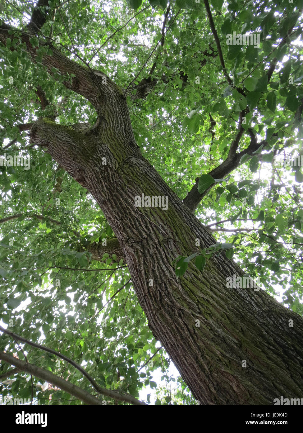 Ulmus glabra, allgemein bekannt als Wych Ulme, fotografiert am 11. Juni 2014. Der Baum ist bekannt für seine charakteristischen gezackten Blätter und die raue Rinde, die in gemäßigten Regionen Europas und Asiens verbreitet ist. Stockfoto