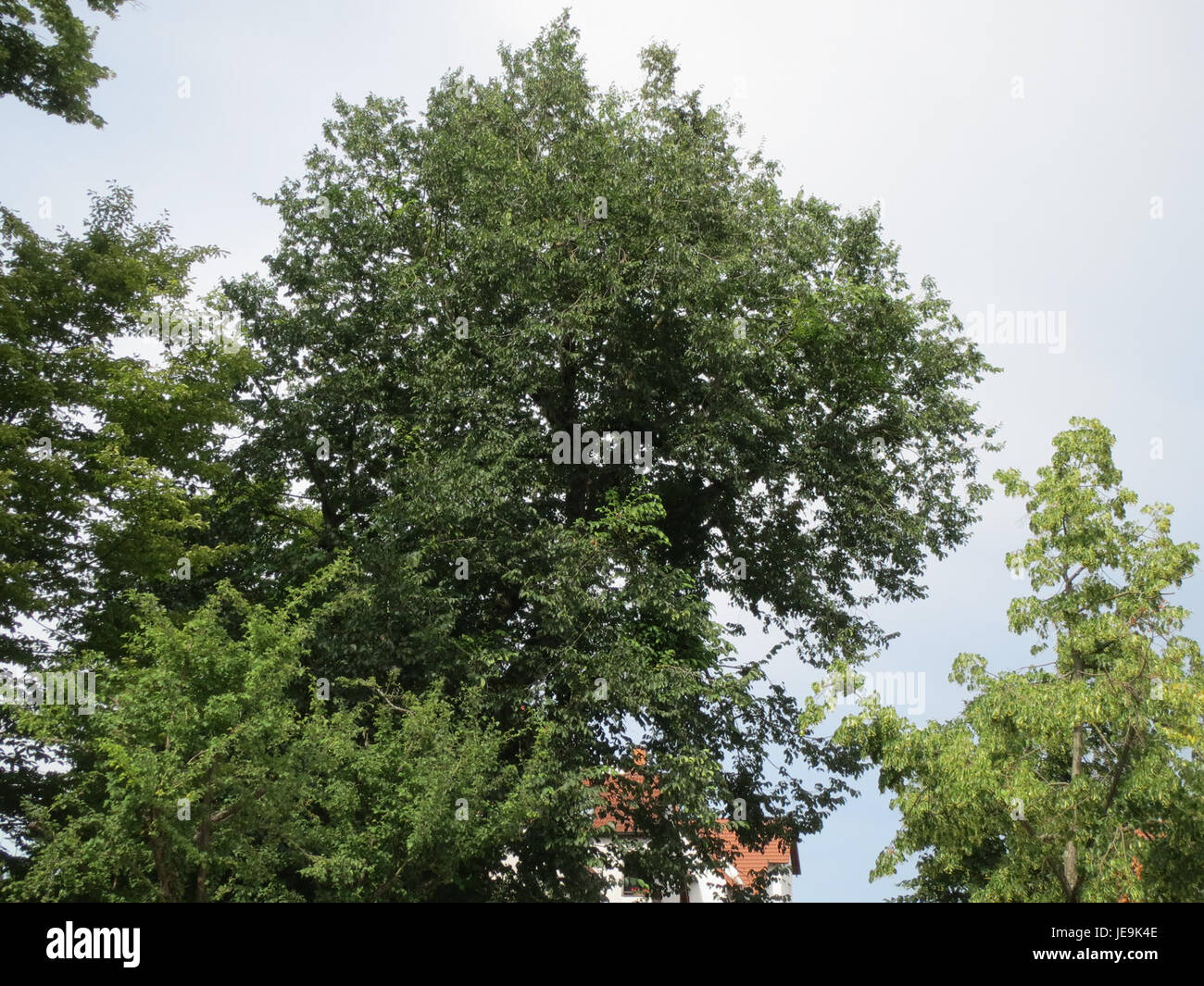 Ulmus glabra, auch bekannt als Wych Ulme, ist eine Laubbaumarte, die in Europa und Teilen Asiens beheimatet ist. Sie zeichnet sich durch ihre raue, tief gefurchte Rinde und gezackte Blätter aus. Der Baum kommt oft in gemäßigten Regionen vor und wird wegen seines Holzes und seiner ökologischen Bedeutung geschätzt und bietet Lebensraum für verschiedene Tierarten. Stockfoto