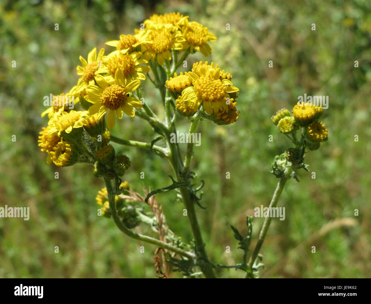 Jacobaea vulgaris, allgemein bekannt als Ragkraut, ist eine blühende Pflanze aus der Familie der Asteraceae. Sie ist in Europa und Teilen Asiens beheimatet und wurde in anderen Regionen als Zierpflanze eingeführt. Es ist bekannt für seine gelben Blüten und giftigen Eigenschaften für Vieh. Stockfoto