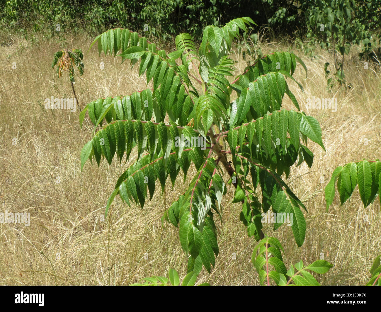Rhus typhina, auch bekannt als Staghorn Sumac, ist ein Laubstrauch oder kleiner Baum, der für seine roten Fruchtblumen und das lebhafte Herbstlaub bekannt ist und in Nordamerika beheimatet ist. Stockfoto Rhus typhina, auch bekannt als Staghorn Sumac, ist ein Laubstrauch oder kleiner Baum, der für seine roten Fruchtblumen und das lebhafte Herbstlaub bekannt ist und in Nordamerika beheimatet ist. Stockfoto