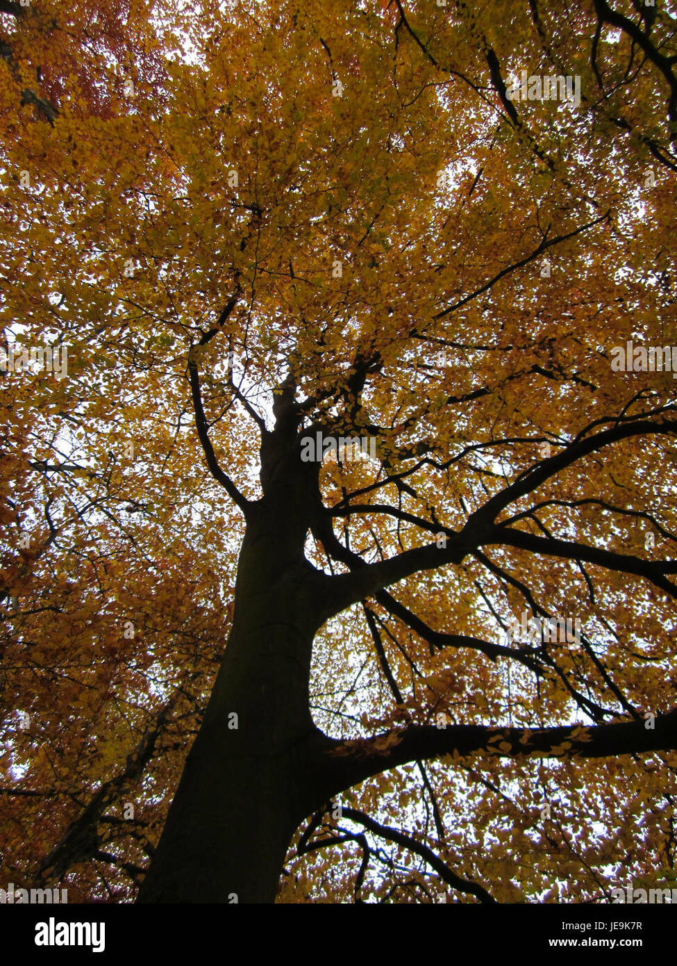 Buchenwald war ein Konzentrationslager der Nazis in der Nähe von Weimar. Der Ort wurde berüchtigt für die Gräueltaten, die dort während des Zweiten Weltkriegs begangen wurden. St. Leon bezieht sich auf die nahe gelegene Lage und unterstreicht die Verbindung des Lagers zu historischen Ereignissen dieser Zeit. Stockfoto
