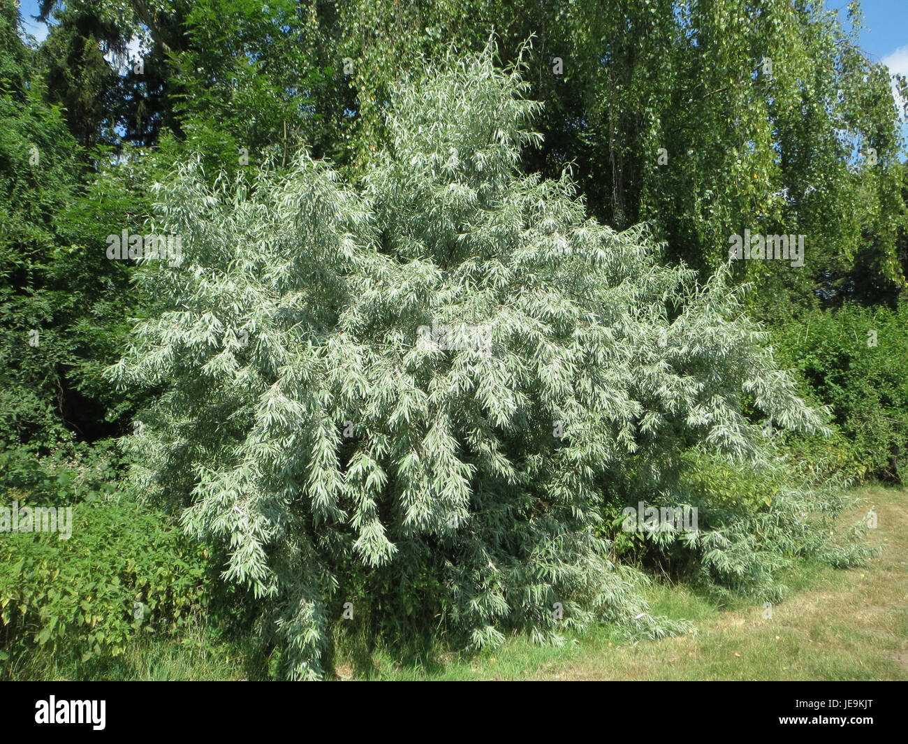 Ein blhender russischer Olivenbaum (Elaeagnus angustifolia) in einem  Waldstreifen (Schutzgrtel) zwischen der trockenen Steppe,  trockenbestndige Pflanze. Goldener Honigfluss Stockfotografie - Alamy