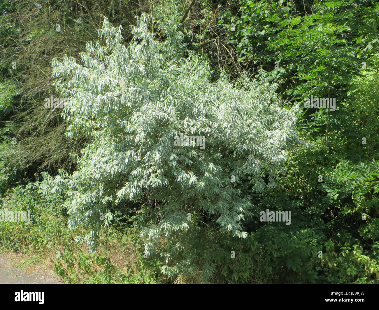 Elaeagnus angustifolia, auch bekannt als russische Olive, ist ein Laubstrauch oder kleiner Baum aus Eurasien. Das Foto vom 22. Juni 2014 zeigt das silbergraue Laub der Pflanze und die kleinen gelben Blüten, die für diese Art charakteristisch sind. Sie wird häufig in der Landschaftsgestaltung und als Heckenpflanze verwendet. Stockfoto
