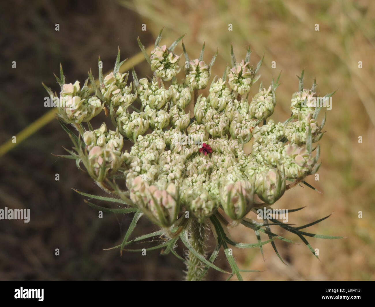 Dieses Bild zeigt eine Nahaufnahme der Daucus carota, die allgemein als Queen Anne's Lace bekannt ist. Die Pflanze ist bekannt für ihre zarten, spitzenartigen weißen Blüten und findet sich auf Feldern und an Straßenrändern in Europa und Nordamerika. Stockfoto