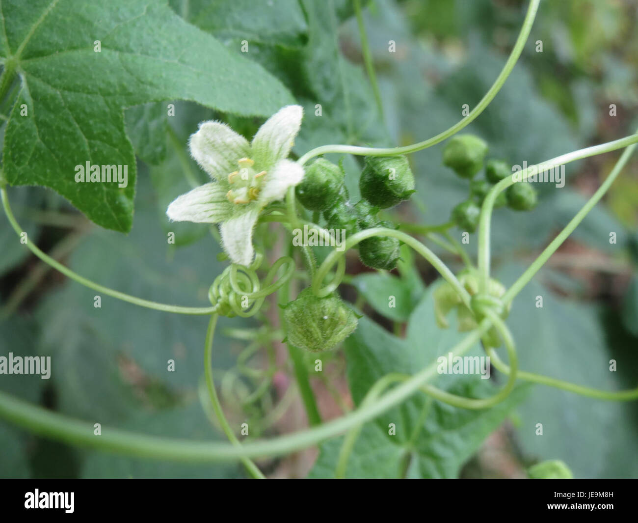 Bryonia dioica, auch bekannt als White Bryony, ist eine Kletterpflanze, die in Europa und Teilen Asiens beheimatet ist. Er ist bekannt für seine charakteristischen grünen Blätter, Ranken und kleinen grünlichen Blüten. Die Pflanze kommt oft in Wäldern und Hecken vor, ist jedoch giftig und sollte nicht verschlungen werden. Stockfoto