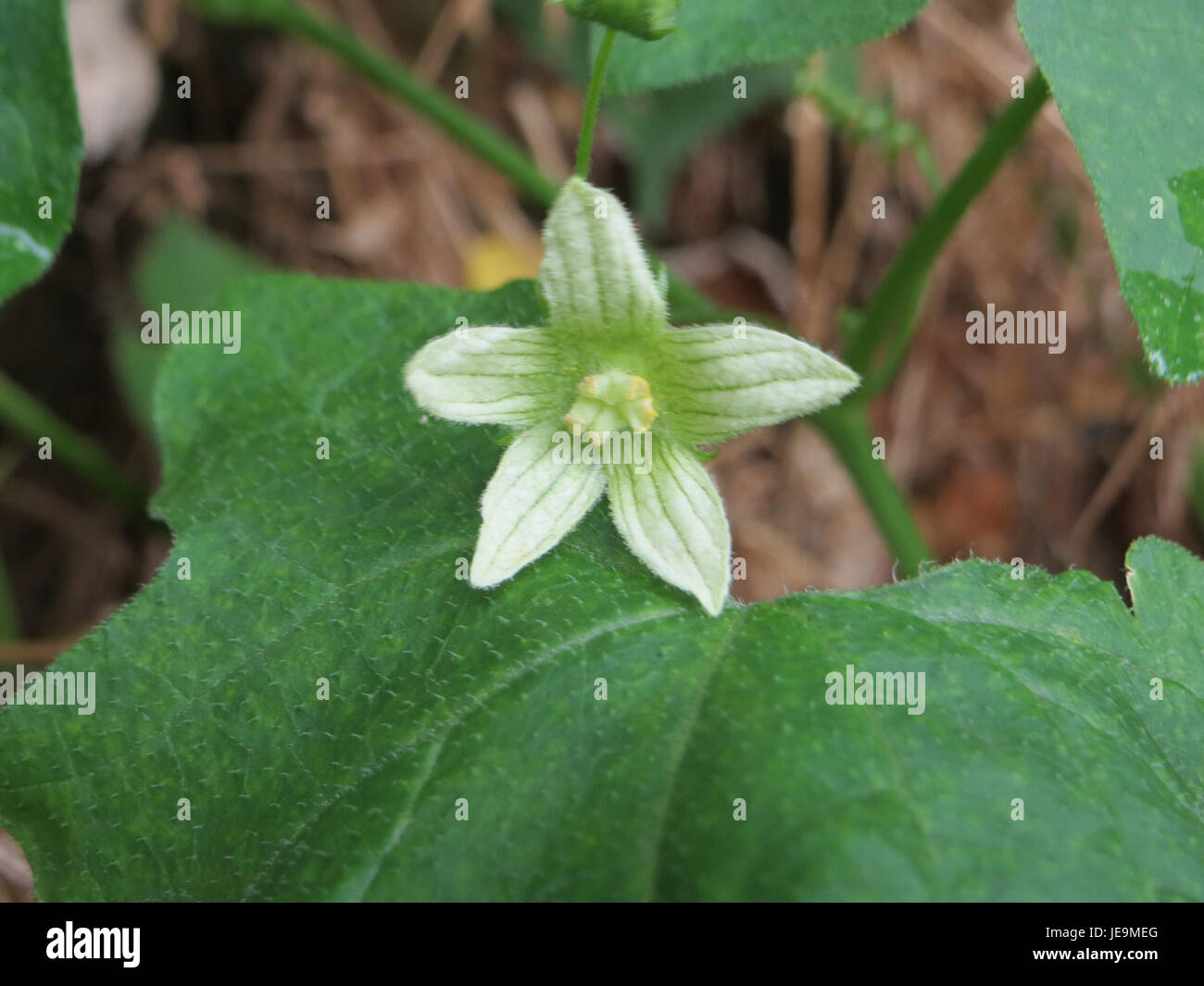*Bryonia dioica*, allgemein bekannt als weiße Bryonie, ist eine mehrjährige Pflanze aus der Familie der Cucurbitaceae. Sie ist in Europa und Asien beheimatet und für ihre Klettergewohnheiten und medizinischen Eigenschaften bekannt, obwohl sie in bestimmten Teilen giftig ist. Stockfoto