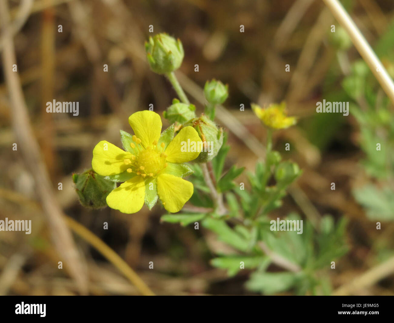 Potentilla argentea, auch bekannt als Silberzinquefoil, ist eine mehrjährige Pflanze, die in gemäßigten Regionen beheimatet ist. Sie hat silbergrüne Blätter und gelbe Blüten, die oft auf trockenen, sandigen Böden vorkommen und in Ziergärten verwendet werden. Stockfoto