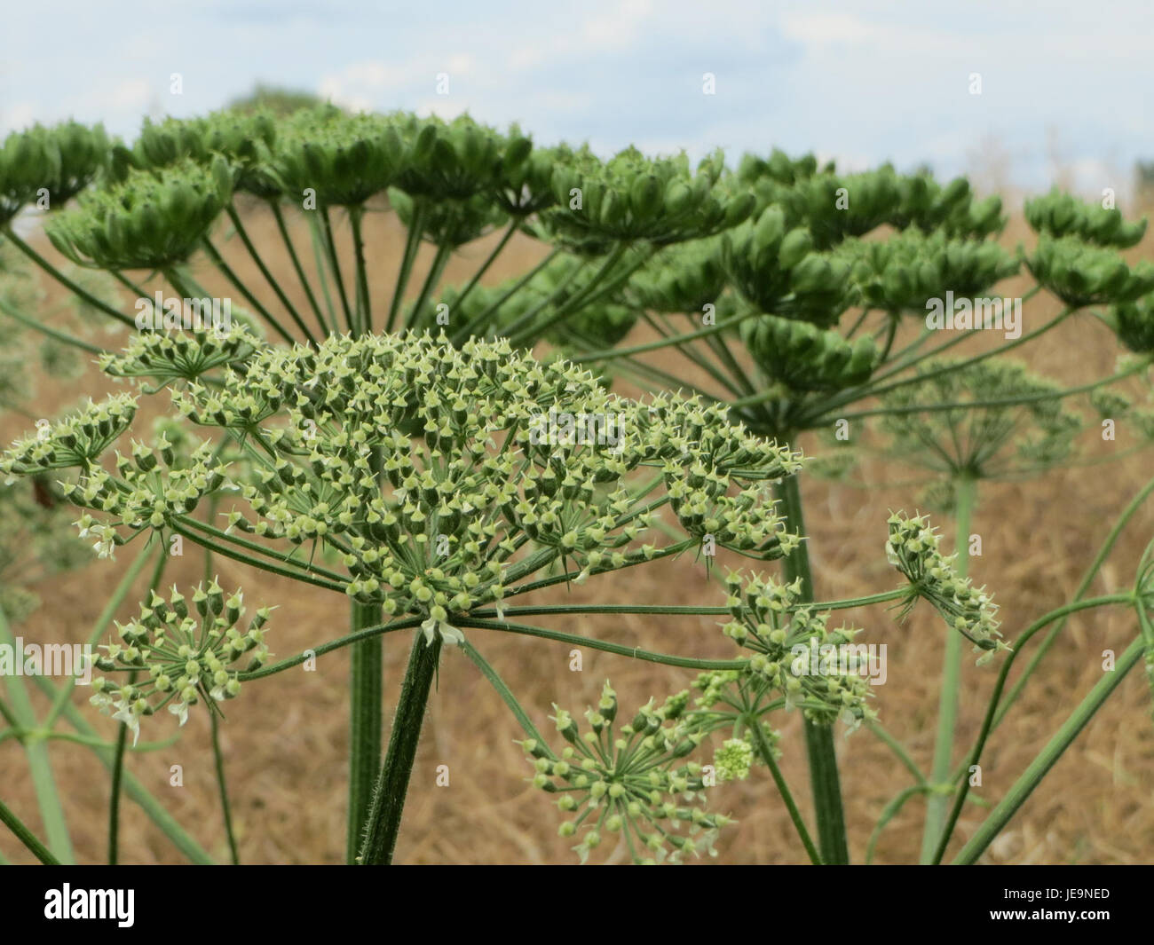 Heracleum sphondylium, auch bekannt als gewöhnlicher Hogweed, ist eine Pflanzenart, die in Europa und Asien vorkommt. Die Pflanze hat große, schirmähnliche Blütentrauben und ist bekannt für ihre medizinische Verwendung sowie für ihre potenzielle Gefahr durch Hautempfindlichkeit. Stockfoto