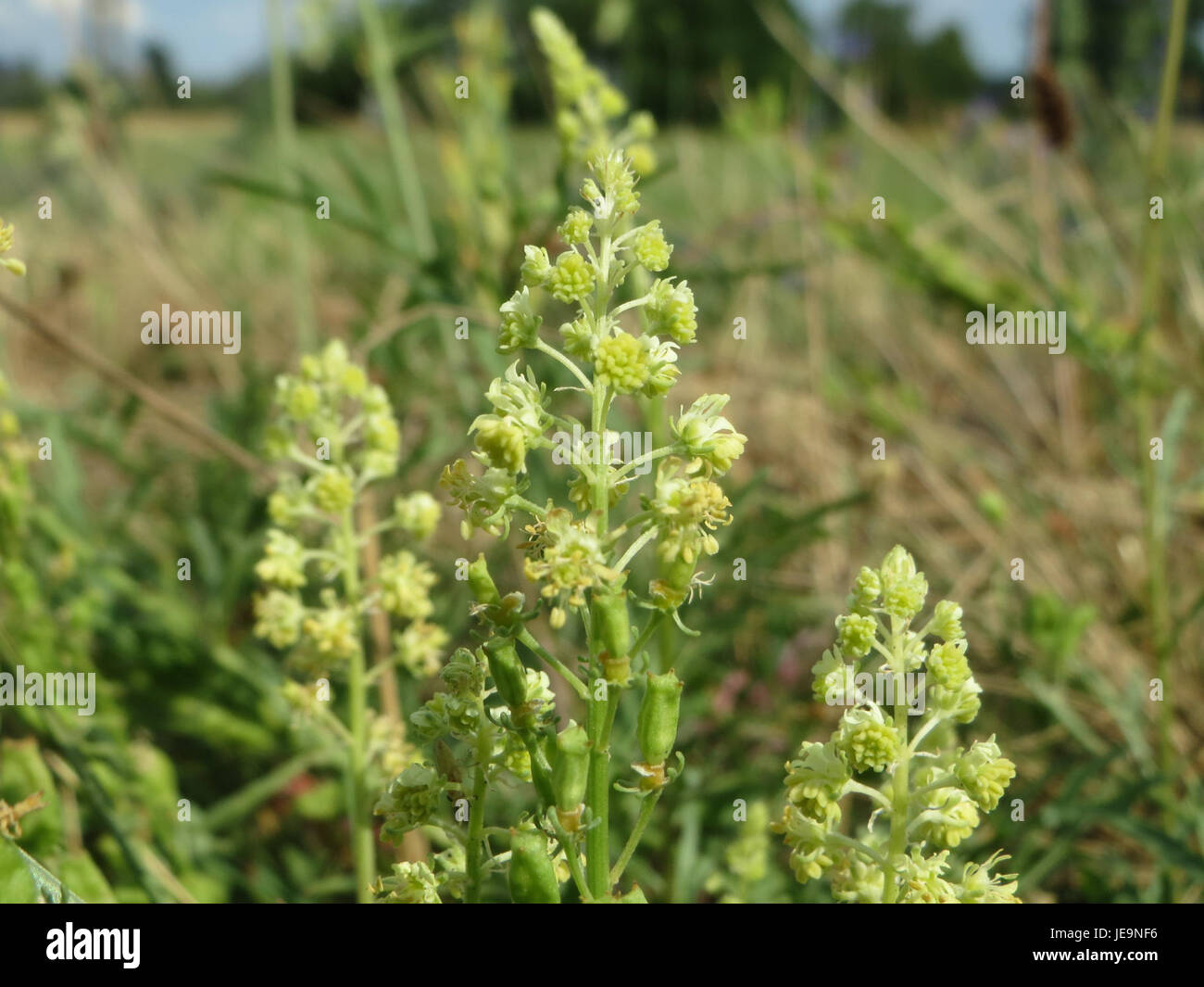 Dieses Bild vom 6. Juli 2014 zeigt die Reseda lutea, allgemein bekannt als gelbe Mignonette, eine in Europa heimische Pflanze. Das Foto zeigt die charakteristischen gelben Blüten und das üppige grüne Laub der Pflanze. Stockfoto