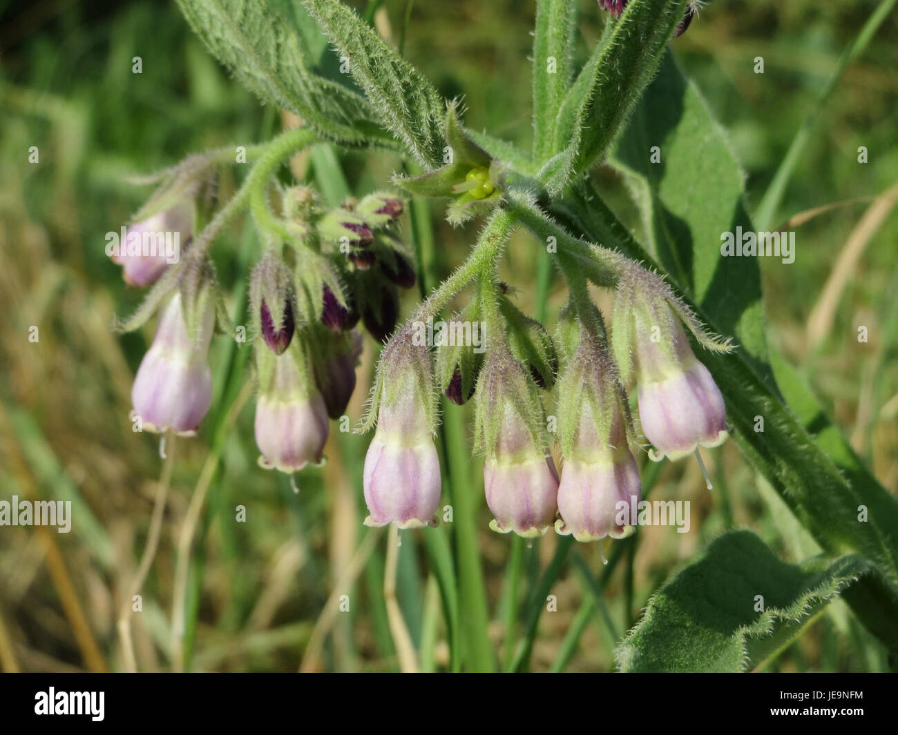 Symphytum officinale, auch Beinwell genannt, fotografiert am 6. Juli 2014. Sie ist eine Heilpflanze, die seit Jahrhunderten in der traditionellen Medizin wegen ihrer heilenden Eigenschaften verwendet wird. Stockfoto