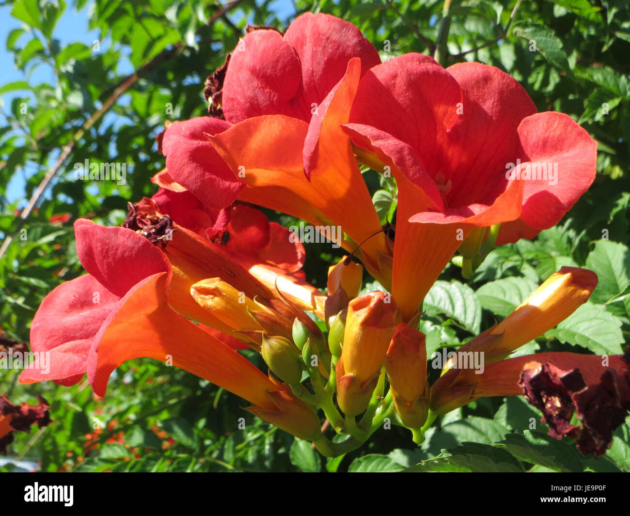 Dieses Bild zeigt den Hockenheimring, eine renommierte Motorsport-Rennstrecke in Hockenheim. Bekannt für die Austragung von Formel-1-Rennen und anderen großen Motorsport-Events, ist er einer der berühmtesten Rennstrecken der Welt mit einer reichen Geschichte in der Motorsport-Kultur. Stockfoto