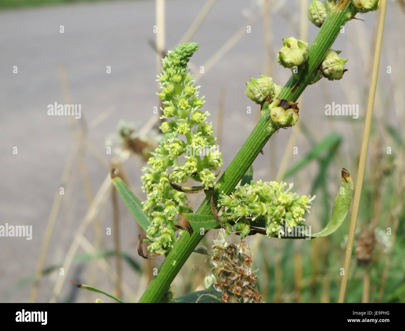 Reseda luteola, allgemein bekannt als Schweißnaht, ist eine Pflanzenart, die zum Färben von Textilien verwendet wird. Bekannt für seine gelben Blüten, hat es eine lange Geschichte in der Herstellung von natürlichen Farbstoffen und ist eine wichtige Art in der traditionellen Färbeindustrie. Stockfoto