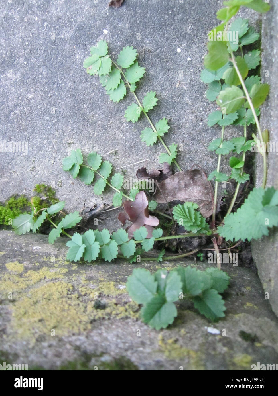 Der Wiesenknopf (Ranunculus acris), oder Wiesenfalter, wird in Ketsch gezüchtet. Diese Wildblume, gekennzeichnet durch ihre gelben Blüten, gedeiht in offenen Feldern und Wiesen. Stockfoto