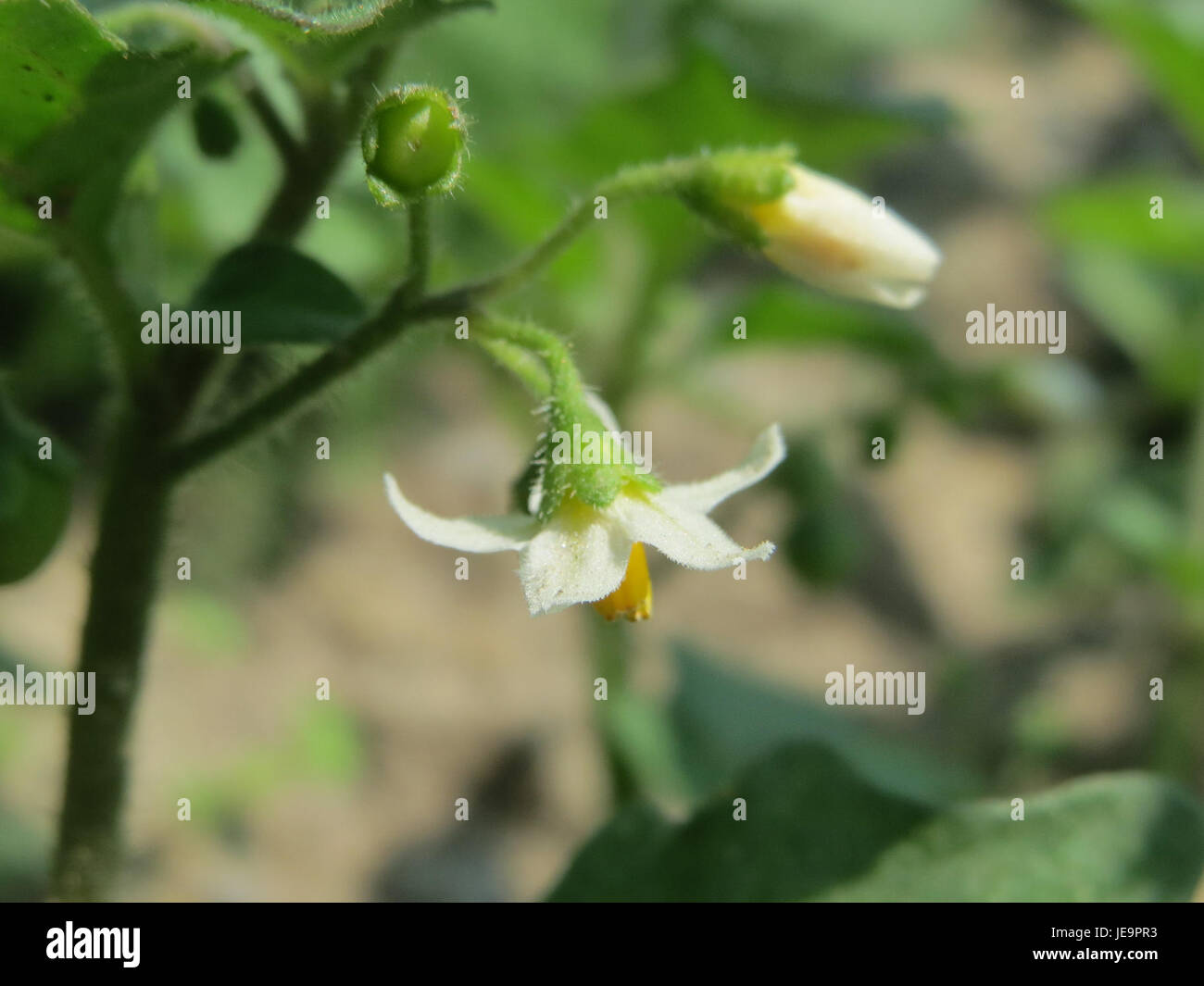Solanum nigrum, auch bekannt als schwarzer Nachtschatten, ist eine Pflanzenart, die in vielen Teilen der Welt vorkommt. Es produziert kleine Beeren und wird oft als Unkraut betrachtet, obwohl es in der traditionellen Medizin medizinisch verwendet wird. Stockfoto
