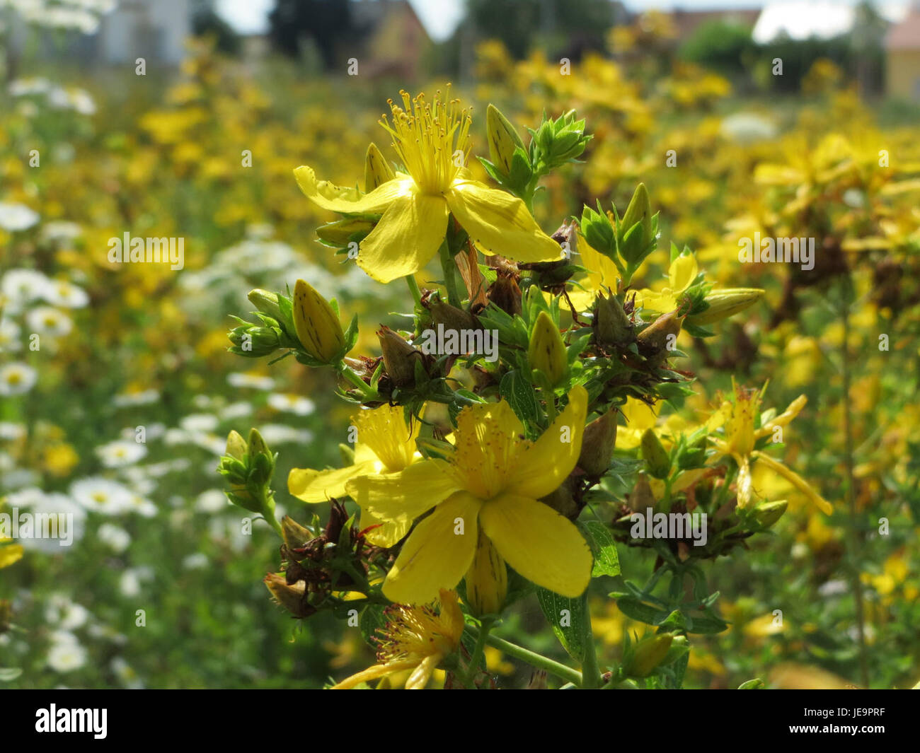 Hypericum perforatum, allgemein bekannt als Johanniskraut, ist ein Heilkraut, das für seine gelben Blüten und seine Verwendung in der pflanzlichen Medizin bekannt ist. Es wird traditionell zur Behandlung von Stimmungsstörungen und Depressionen verwendet, mit einer langen Geschichte der Verwendung in Volksheilmitteln. Stockfoto