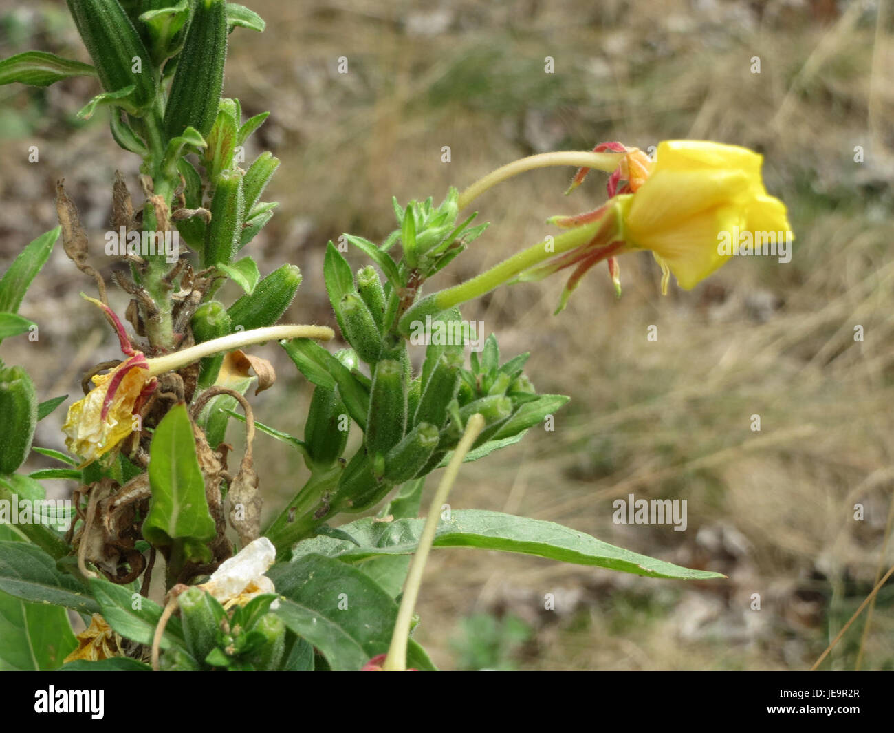 Am 28. Juli 2014 wurde Oenothera biennis, auch bekannt als Nachtkerze, fotografiert. Diese Pflanze ist bekannt für ihre gelben Blüten, die am Abend blühen und Bestäuber wie Motten anlocken. Stockfoto
