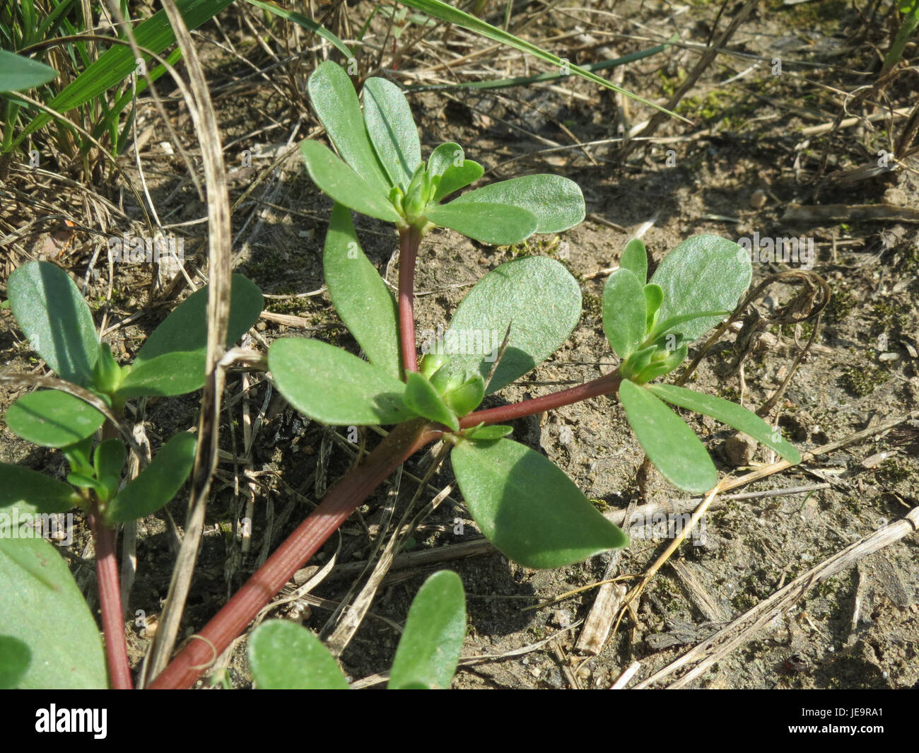 Portulaca oleracea, auch bekannt als Purslane, fotografiert am 2. August 2014. Diese saftige Pflanze findet sich häufig in Gärten und Wildgebieten, bekannt für ihre fleischigen Blätter und leuchtend gelben Blüten. Stockfoto