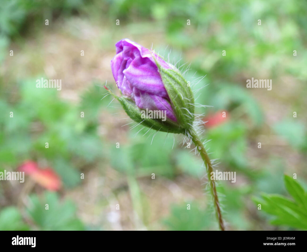 Geranium sanguineum, auch bekannt als der Bloody Cranesbill, ist eine mehrjährige blühende Pflanze, die in Europa und Asien beheimatet ist. Sie produziert leuchtend rosa bis rote Blüten und gedeiht in einer Vielzahl von Bodenverhältnissen. Die Pflanze ist in Gärten wegen ihrer auffälligen Farbe und Härte weit verbreitet. Geranium sanguineum ist bekannt für seine Trockentoleranz und seine Fähigkeit, Bestäuber anzulocken. Stockfoto