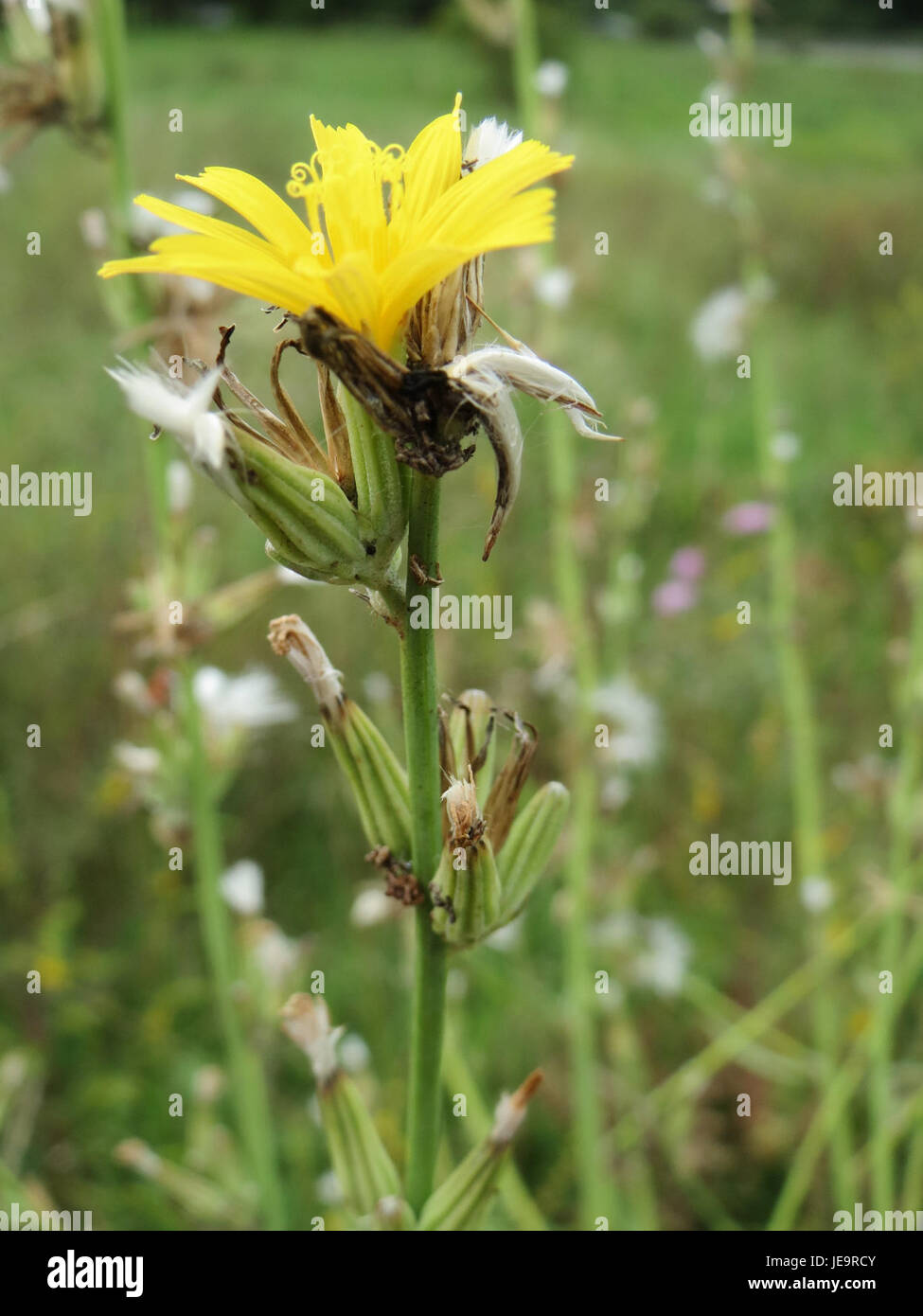 Chondrilla juncea, auch Skeletonweed genannt, ist ein mehrjähriges Kraut, das in verschiedenen Teilen Europas vorkommt. Diese Pflanze ist bekannt für ihre zähen, wirbeligen Stämme und kleinen gelben Blüten. Stockfoto
