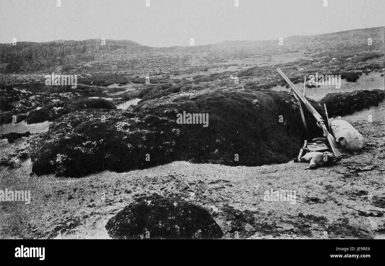 Azorella Selago ist eine kleine, mattenbildende Pflanzenart, die in der Region Valdivia in Chile vorkommt. Er gehört zur Familie der Apiaceae und ist bekannt für seine Fähigkeit, in rauen, hohen Höhen zu überleben. Die Anlage wurde erstmals während der Valdivia-Expedition aufgezeichnet. Stockfoto