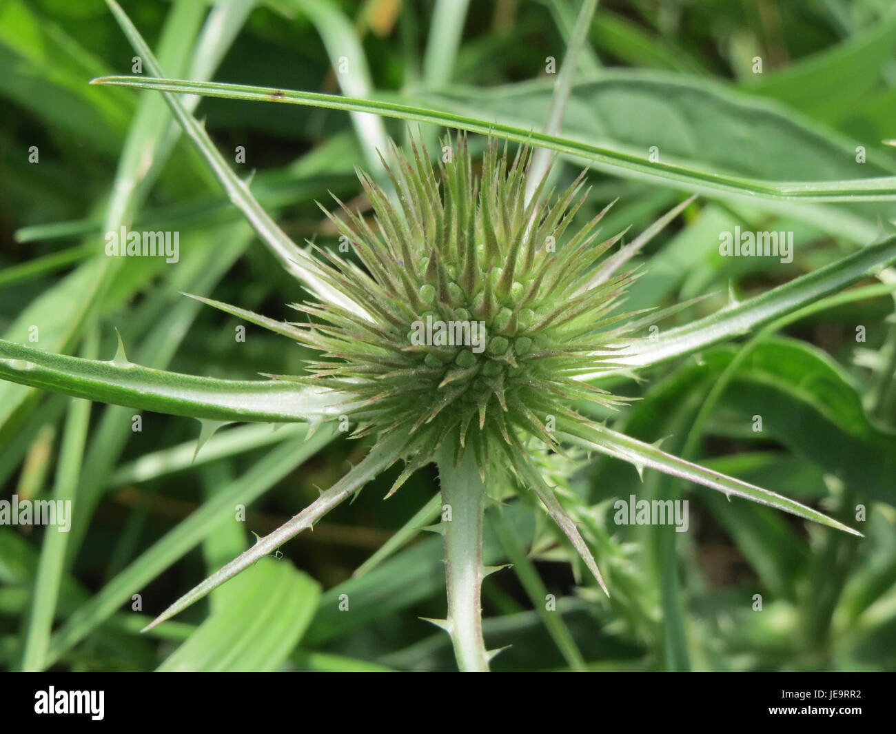 Eine Fotografie von Dipsacus fullonum, allgemein bekannt als Teasel, eine Pflanze, die historisch zum Kämmen von Wolle und anderen Textilien verwendet wurde. Die Pflanze hat markante stachelige Köpfe und ist in der Textilgeschichte von großer Bedeutung. Stockfoto