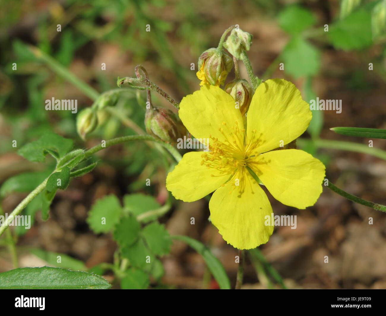 Helianthemum nummularium, auch bekannt als Rosen, ist eine blühende Pflanze aus Europa. Bekannt für seine hellen, gelben Blüten, wächst er auf trockenen, felsigen Böden und ist eine wichtige Art für lokale Ökosysteme. Stockfoto