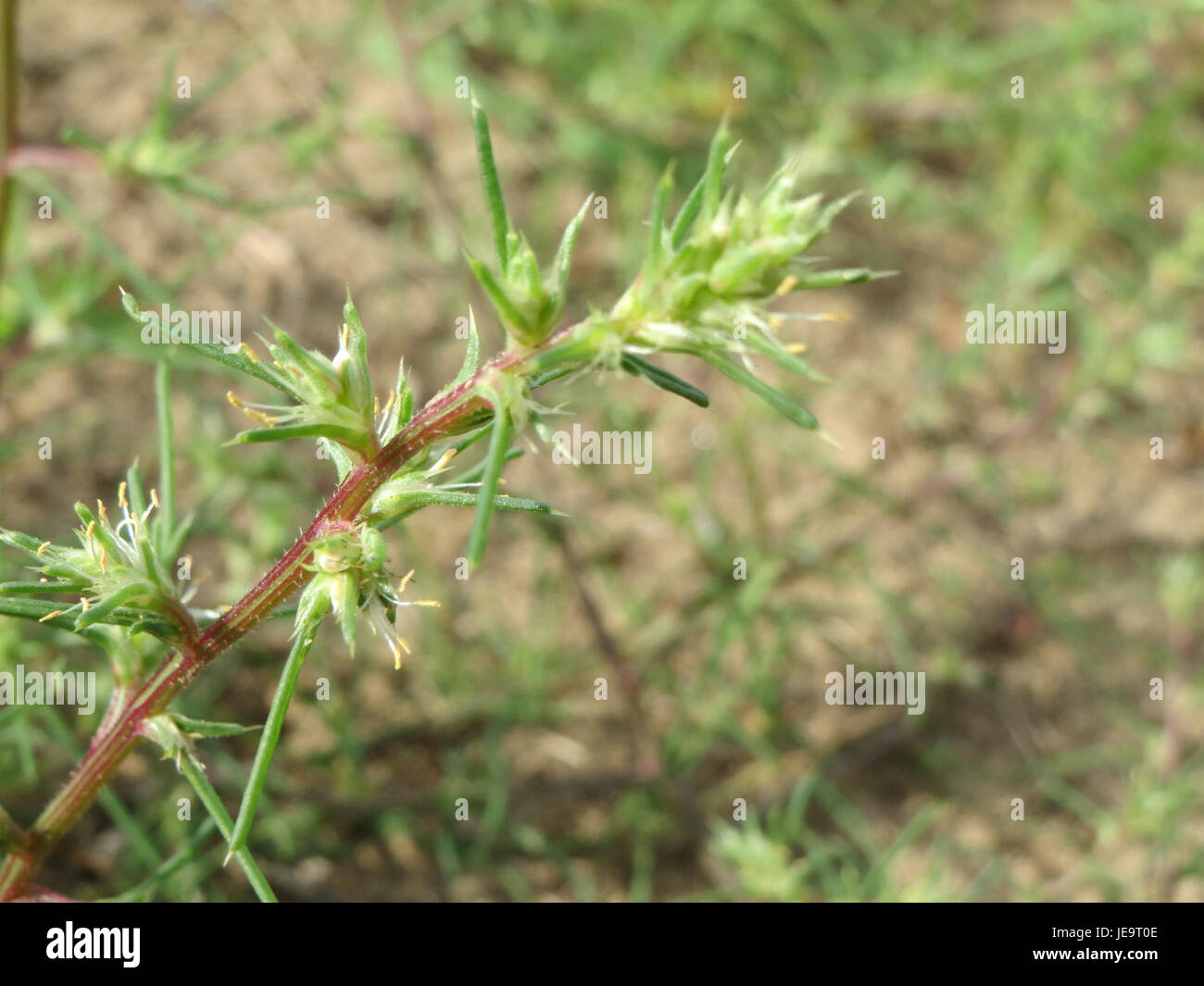 Kali tragus ist eine Pflanzenart aus der Amaranth-Familie, die allgemein als Trommelweed bekannt ist. Es kommt in trockenen Regionen vor und ist bekannt für seine kugelförmige Form und seine Fähigkeit, Samen durch Tumbler zu zerstreuen. Stockfoto