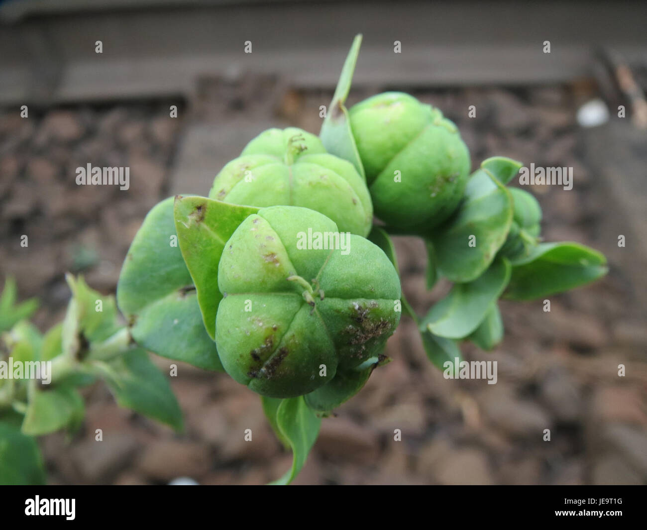 Euphorbia lathyris, allgemein bekannt als der Spurge Flachs, ist eine Pflanzenart, die wegen ihrer medizinischen Eigenschaften und ihrer Verwendung in der traditionellen Kräuterkunde geschätzt wird. Stockfoto