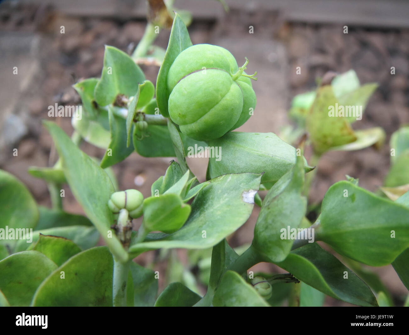 Dieses Bild zeigt Euphorbia lathyris, eine in Eurasien heimische blühende Pflanzenart. Es wird oft für Zierzwecke und medizinische Zwecke verwendet, bekannt für sein einzigartiges Aussehen und seine toxischen Eigenschaften. Stockfoto