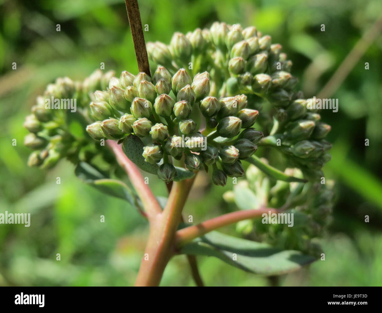 Hylotelephium telephium, auch bekannt als Herbstfreude oder Sedum, ist eine saftige Pflanzenart, die häufig in Gärten vorkommt. Es ist bekannt für seine fleischigen Blätter und Sternblumen, die im Spätsommer bis zum frühen Herbst blühen. Stockfoto