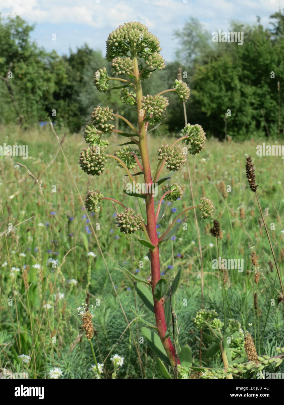 Eine Fotografie von Hylotelephium telephium, allgemein bekannt als Herbstfreude sedum, eine mehrjährige Pflanze mit fleischigen Blättern und rosa Blütenbündeln, die oft zu Zierzwecken in Gärten angebaut wird. Stockfoto