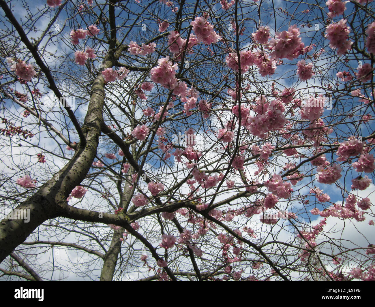Dieses Foto vom 13. April 2013 zeigt die Schönheit des Gartenschauparks in Hockenheim. Der Park ist bekannt für seine malerischen Gärten, Grünanlagen und Erholungsgebiete, die eine entspannende Atmosphäre für Besucher bieten. Stockfoto