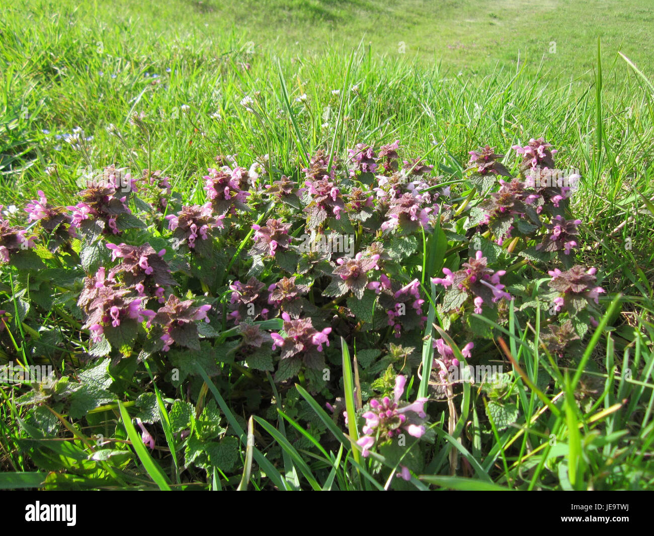 Eine Fotografie von Taubnessel (Lamium-Album), allgemein bekannt als White Deadnettle, aufgenommen in Hockenheim. Diese krautige Pflanze ist in Europa heimisch und findet sich häufig in Wäldern und Hecken. Stockfoto