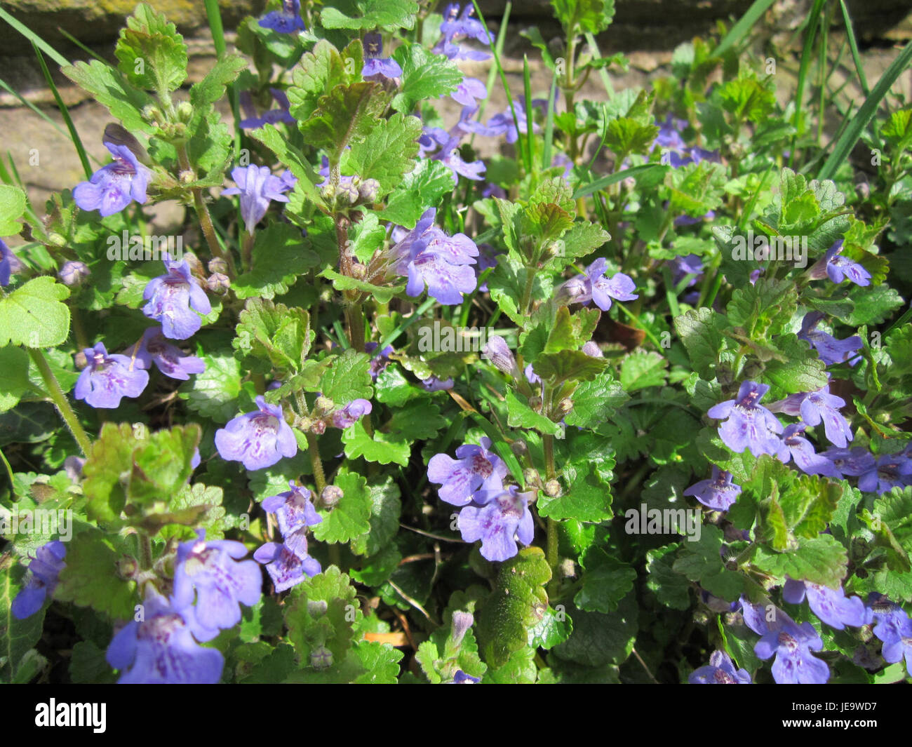 Dieses Bild zeigt eine Aufführung von Gundermann in Saarbrücken am 16. April 2013. Das Foto fängt die Musik und Energie des Live-Events ein. Stockfoto