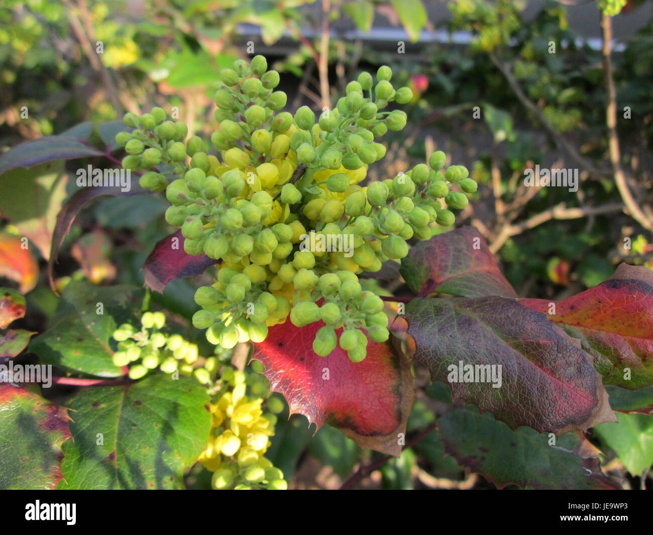 Das Foto zeigt Mahonie, auch Mahonia genannt, in Merzig. Diese Pflanzenart ist bekannt für ihre dunkelgrünen Blätter und gelben Blüten, die oft in Ziergärten verwendet werden und in Teilen Nordamerikas und Asiens beheimatet sind. Stockfoto