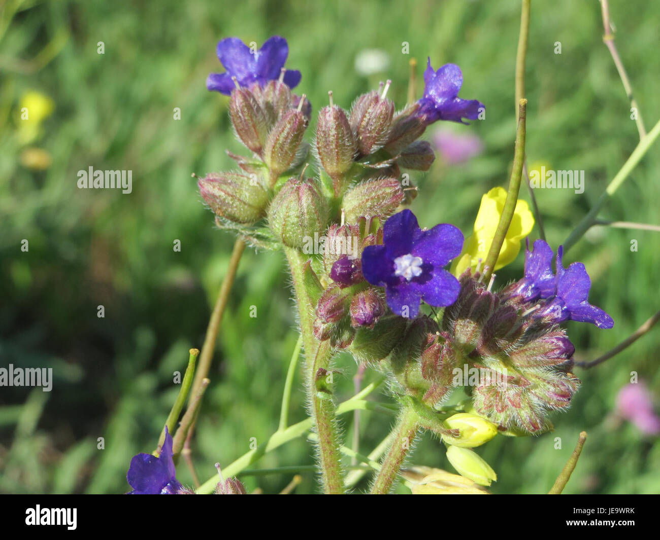 Das Bild vom 27. August 2014 zeigt Anchusa officinalis, allgemein bekannt als das gewöhnliche Alkanet. Dieses ausdauernde Kraut ist für seine leuchtend blauen Blüten bekannt und findet sich oft in europäischen Gärten und wilden Landschaften. Stockfoto