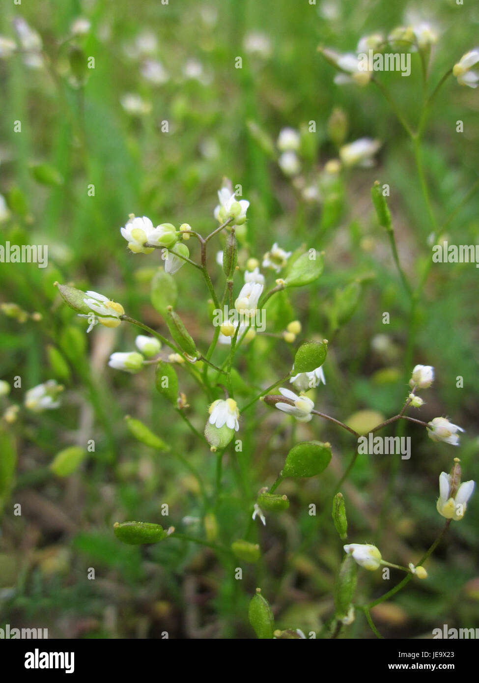 Am 21. April 2013 wurde die Hungerblümchenblume in Saarbrücken fotografiert. Diese Blume ist bekannt für ihr empfindliches Aussehen und ihre regionale Bedeutung für die lokale Flora und das Naturerbe. Stockfoto