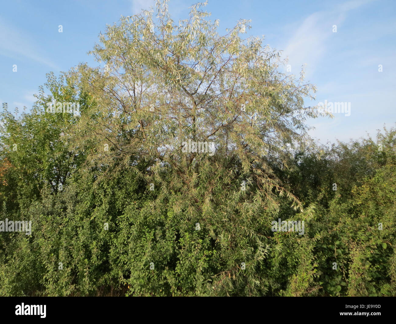Elaeagnus angustifolia, auch bekannt als Oleaster oder russische Olive, ist ein Laubstrauch oder kleiner Baum, der in Asien und Südosteuropa beheimatet ist. Sie wird für ihre silbrigen Blätter und duftenden gelben Blüten geschätzt, die oft in dekorativen Landschaftsgärten verwendet werden. Stockfoto