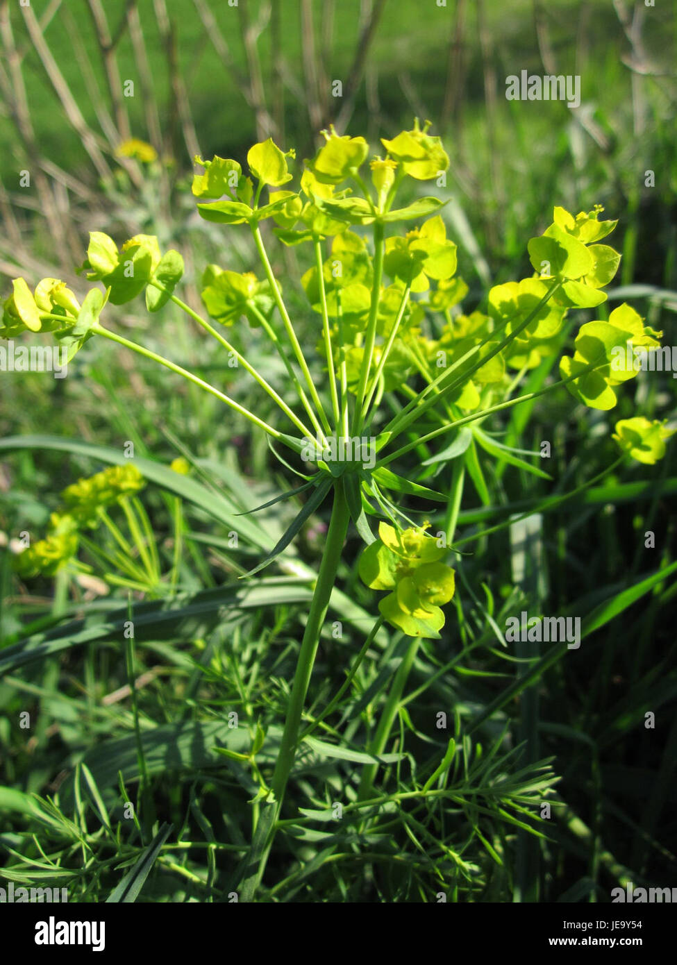 Wolfsmilch oder Spurge ist eine Pflanzenart, die sich durch ihren milchsaft und ihre charakteristischen Blütenstrukturen auszeichnet. Sie ist in verschiedenen Lebensräumen zu finden und gehört zur Familie der Euphorbiaceae und hat sowohl Zierpflanzen als auch medizinische Zwecke. Stockfoto
