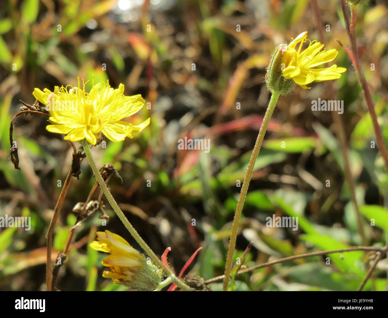 Crepis biennis, auch bekannt als Falkenbart, ist eine blühende Pflanze, die in Europa und Teilen Asiens verbreitet ist. Sie produziert gelbe Blüten und wächst in Grasland, Wiesen und gestörten Böden. Stockfoto